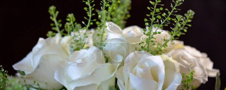 White wedding roses close up isolated on black background .