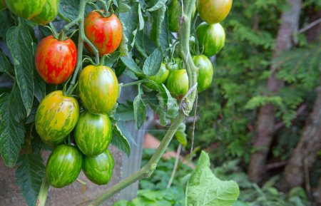 Foto de Tomates frescos y coloridos y algunos que aún no están maduros colgando de la vid de una planta de tomate en el jardín. Huevos de Pascua tomates. - Imagen libre de derechos