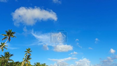 Foto de Copiar el espacio de silueta de palmeras tropicales en el cielo y la nube blanca . - Imagen libre de derechos