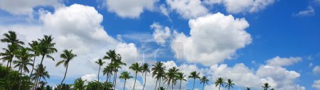 Photo for Copy space of silhouette tropical palm trees on sky and white cloud . - Royalty Free Image