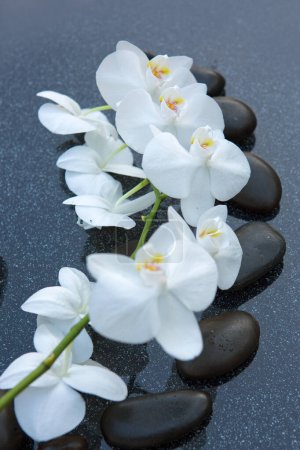Photo for White orchid flowers and black stones on a gray background, space for a text . - Royalty Free Image