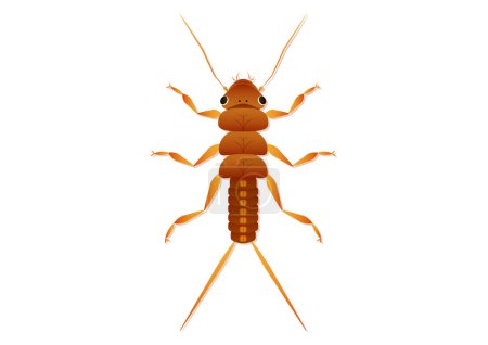 Ilustración de Stonefly Nymph Insecto Vector Art aislado sobre fondo blanco - Imagen libre de derechos