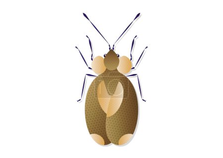 Illustration for Bug Stephanitis Pyri Vector Art isolated on White Background - Royalty Free Image