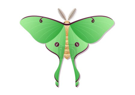 Illustration for Butterfly Luna Moth Insect Vector Art isolated on White Background - Royalty Free Image