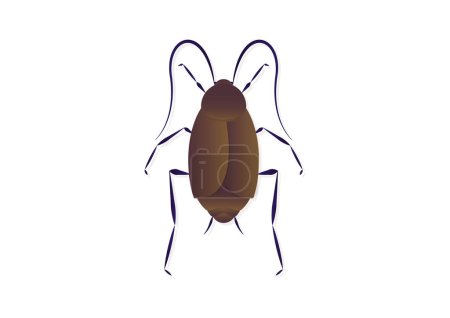Illustration for Oriental Cockroach Vector Art isolated on White Background - Royalty Free Image
