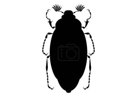 Illustration for Black and White May Beetle Clipart Vector isolated on White Background - Royalty Free Image