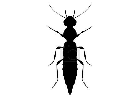 Illustration for Black and White Paederus Beetle Clipart Vector isolated on White Background - Royalty Free Image