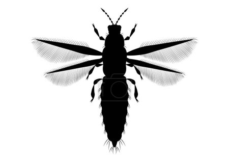 Illustration for Black and White Thrips Insect Clipart Vector on White Background - Royalty Free Image