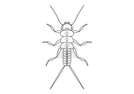 Ilustración de Negro y blanco piedra ninfa insecto Clipart Vector aislado sobre fondo blanco. Página para colorear de un insecto ninfa de piedra - Imagen libre de derechos