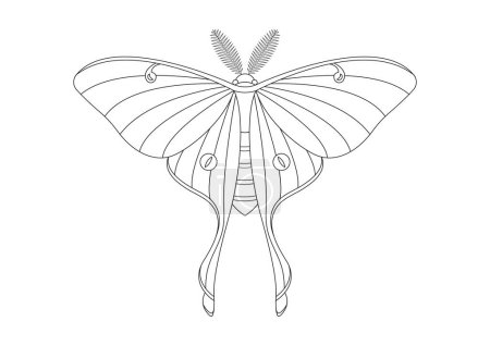 Black and White Butterfly Luna Moth Clipart Vector isolated on White Background. Coloring Page of a Butterfly Luna Moth