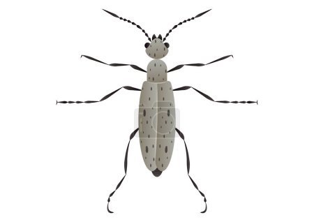 Téléchargez les illustrations : Blister Beetles Vector Art isolé sur fond blanc - en licence libre de droit