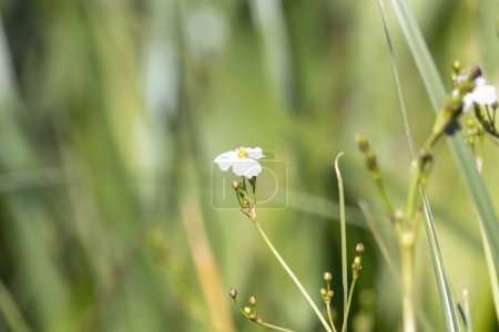 Photo for Flower of a lanceleaf water plantain, Alisma lanceolatum - Royalty Free Image