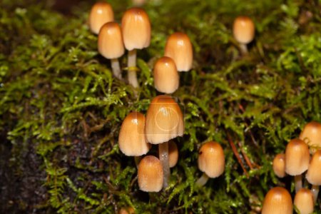 Téléchargez les photos : Mica cap champignons Coprinellus micaceus avec mousse et vieux bois. - en image libre de droit