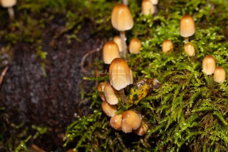 Téléchargez les photos : Mica cap champignons Coprinellus micaceus avec mousse et vieux bois. - en image libre de droit