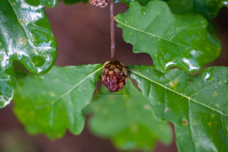 Téléchargez les photos : Un fiel de houblon de chêne, Andricus foecundatrix, aux feuilles. - en image libre de droit