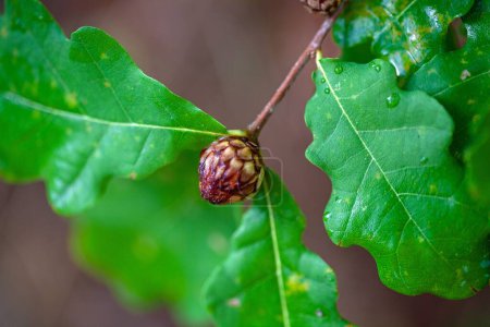 Téléchargez les photos : Un fiel de houblon de chêne, Andricus foecundatrix, aux feuilles. - en image libre de droit
