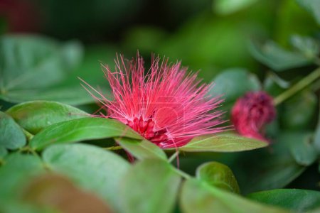 Flower of the tropical bush Calliandra tergemina