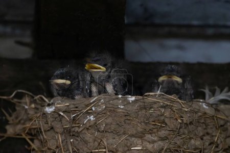 Foto de Granero hambriento tragar polluelos, Hirundo rustica, en un nido - Imagen libre de derechos