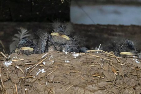 Foto de Granero hambriento tragar polluelos, Hirundo rustica, en un nido - Imagen libre de derechos