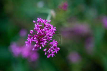 Photo for Flowers of narrow leaved valerian, Centranthus angustifolius - Royalty Free Image