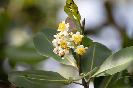 Foto de Flowers of an oil nut tree, Calophyllum inophyllum, a tropical tree used for ship building. - Imagen libre de derechos