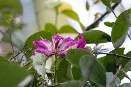 Foto de Flower of a Hong Kong Orchid tree, Bauhinia blakeana, a tree species from East Asia. - Imagen libre de derechos