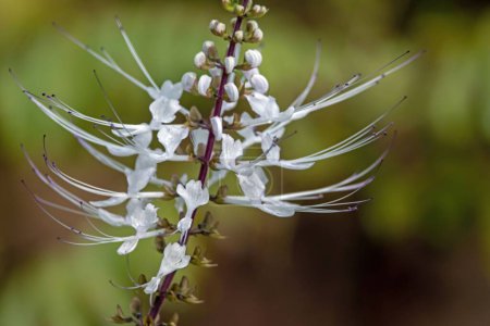 Téléchargez les photos : Flowers of a Java tea plant, Orthosiphon aristatus - en image libre de droit