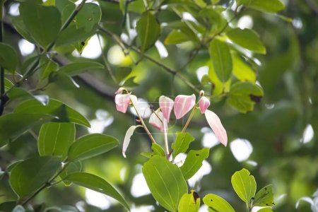 Photo for Young leaves of a Ceylon cinnamon tree, Cinnamomum verum - Royalty Free Image