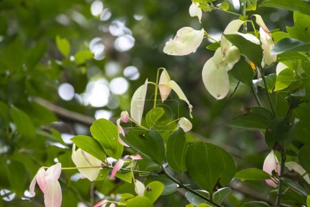 Photo for Young leaves of a Ceylon cinnamon tree, Cinnamomum verum - Royalty Free Image
