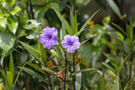 Photo for Flower of a Mexican petunia, Ruellia simplex - Royalty Free Image