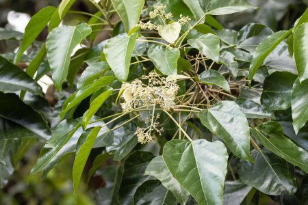 Blossoms and leaves of a candlenut tree, Aleurites moluccanus