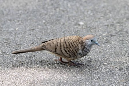 Photo for A zebra dove, Geopelia striata, on a paved road. - Royalty Free Image