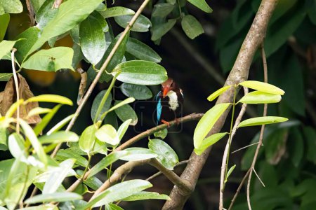 Foto de A white throated kingfisher, Halcyon smyrnensis, hidden in a bush. - Imagen libre de derechos