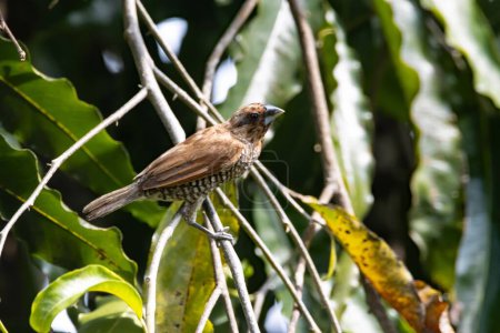 Téléchargez les photos : A spotted munia, Lonchura punctulate, in a tree. - en image libre de droit