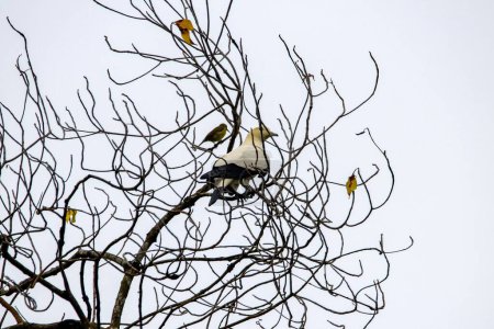 Foto de A pied imperial pigeon, Ducula bicolor, in a tree. - Imagen libre de derechos