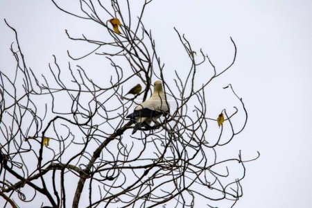 Photo for A pied imperial pigeon, Ducula bicolor, in a tree. - Royalty Free Image