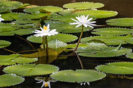 Téléchargez les photos : Fleur d'un lotus égyptien blanc, Nymphaea lotus - en image libre de droit