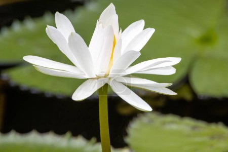 Téléchargez les photos : Fleur d'un lotus égyptien blanc, Nymphaea lotus - en image libre de droit