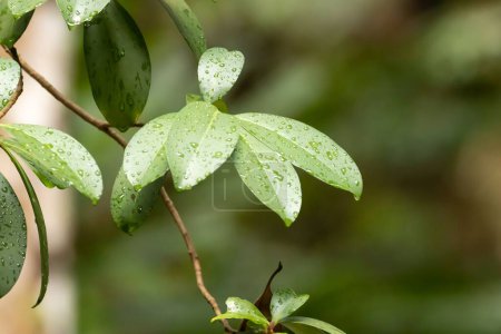 Photo for Leaves of a shoebutton ardisia tree, Ardisia elliptica - Royalty Free Image
