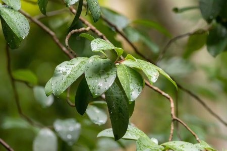 Foto de Leaves of a shoebutton ardisia tree, Ardisia elliptica - Imagen libre de derechos