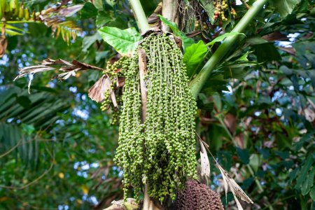 Téléchargez les photos : Fruits d'un palmier à queue de poisson, Caryota mitis - en image libre de droit