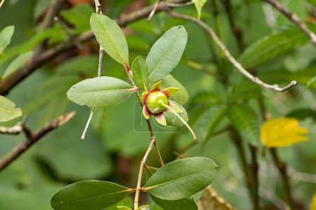 Photo for Fruit of a mangrove apple tree, Sonneratia caseolaris - Royalty Free Image