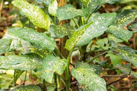 Téléchargez les photos : Plantes de canne à ombelle, Dieffenbachia seguine, dans une forêt tropicale en Asie du Sud-Est. - en image libre de droit
