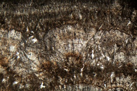 Foto de Fotografía microscópica de una sección delgada de toba calcárea de la edad del Holoceno. - Imagen libre de derechos