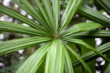 Téléchargez les photos : Feuille d'un palmier ventilateur de mangrove, Licuala spinosa - en image libre de droit