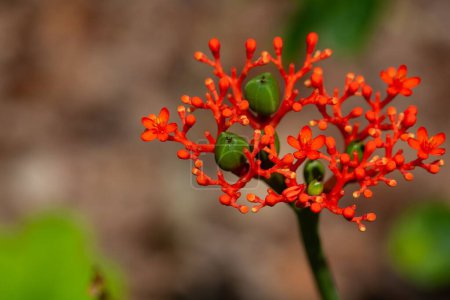 Photo for Flowers and fruits of a gout plant, Jatropha podagrica - Royalty Free Image