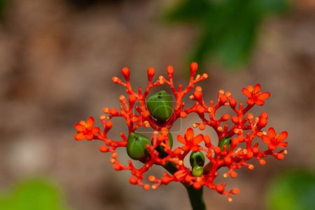 Flowers and fruits of a gout plant, Jatropha podagrica