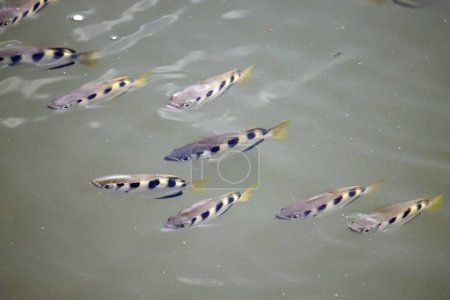 Téléchargez les photos : Un groupe de Archerfish bagués, Toxotes jaculatrix, dans l'eau boueuse - en image libre de droit