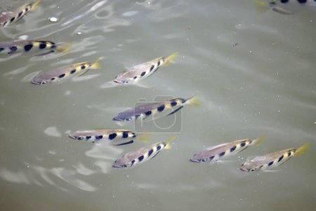 Téléchargez les photos : Un groupe de Archerfish bagués, Toxotes jaculatrix, dans l'eau boueuse - en image libre de droit