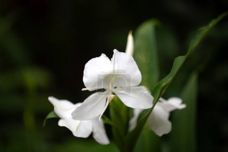 Flores de un lirio de jengibre blanco, Hedychium coronarium